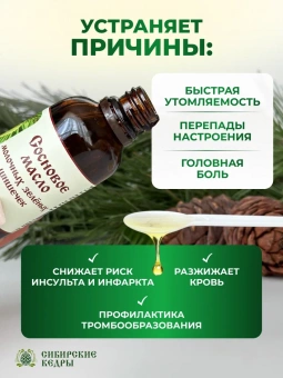 Сосновое масло молочных зеленых шишечек